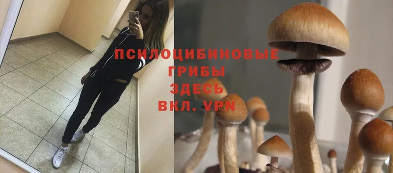 Галлюциногенные грибы Cubensis  где купить наркоту  Ивантеевка 